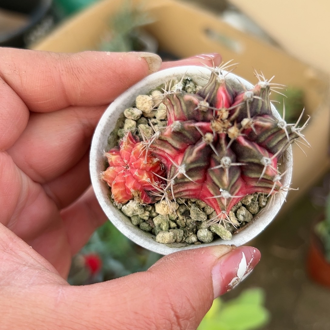 多肉植物光辉牡丹球