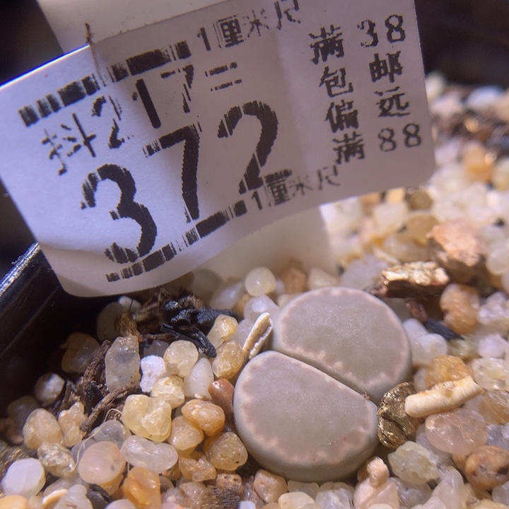 精品生石花217.372