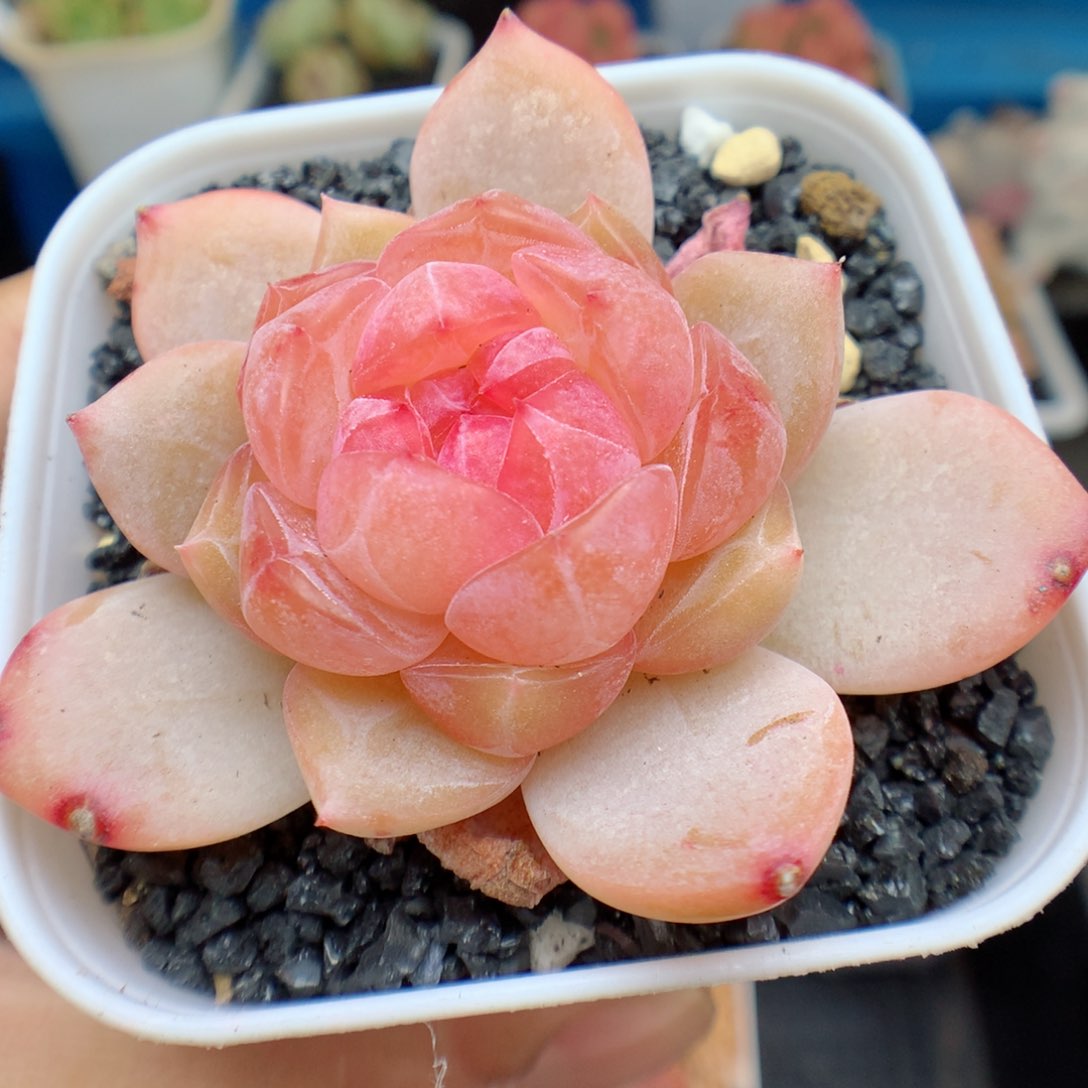 多肉植物。 糖心4