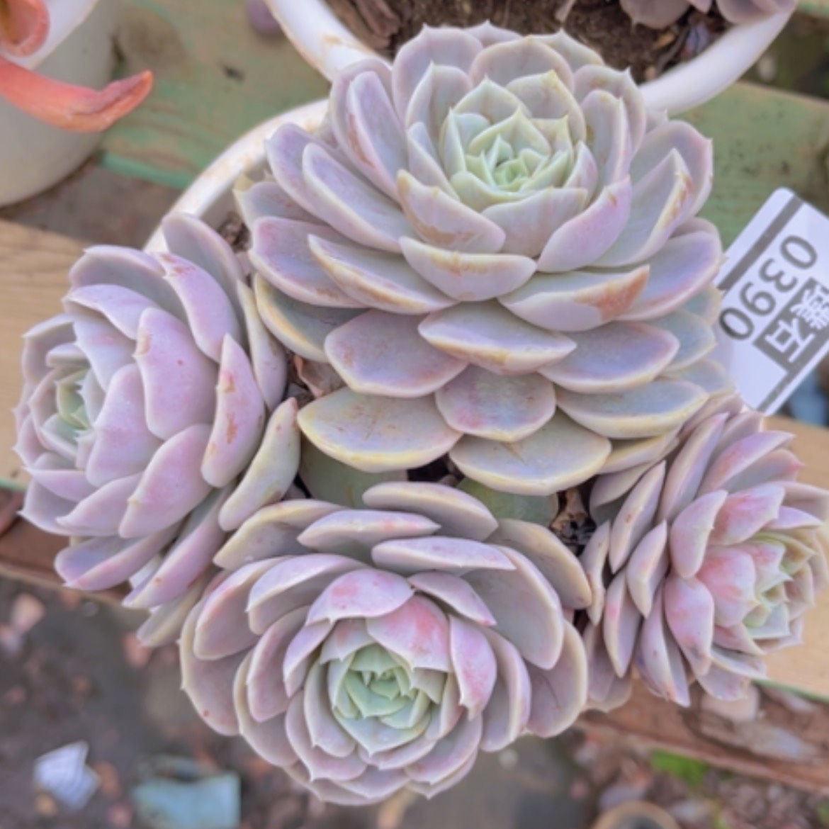 【闪购商品】心***吖蓝色惊喜0390