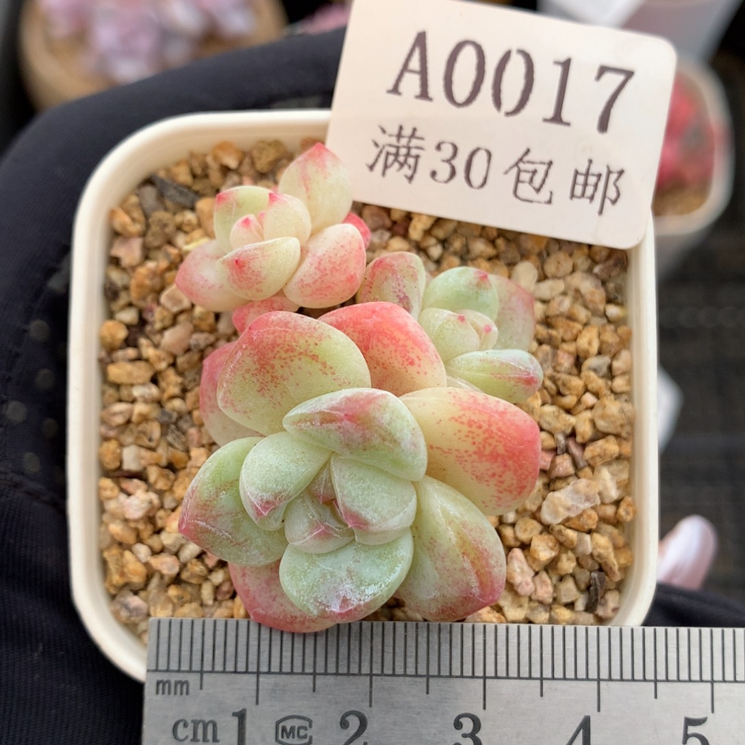 17三头白体冰玉冠服4