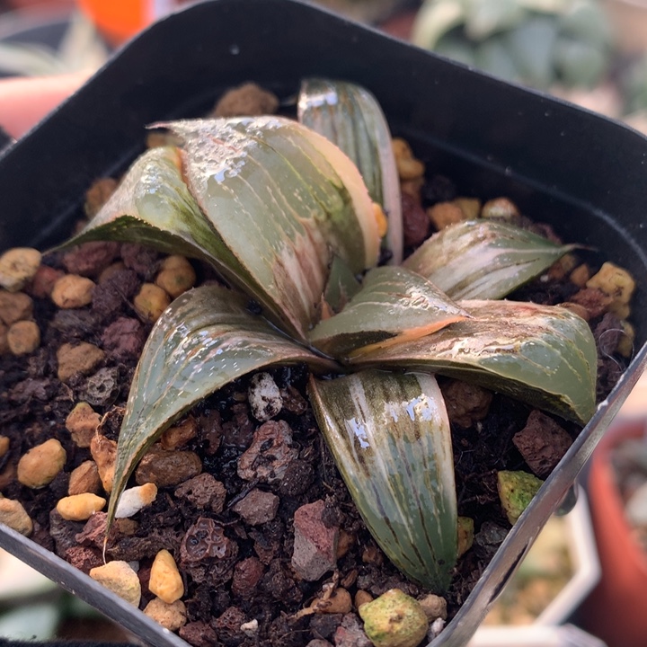 pinky锦，带盆土发货