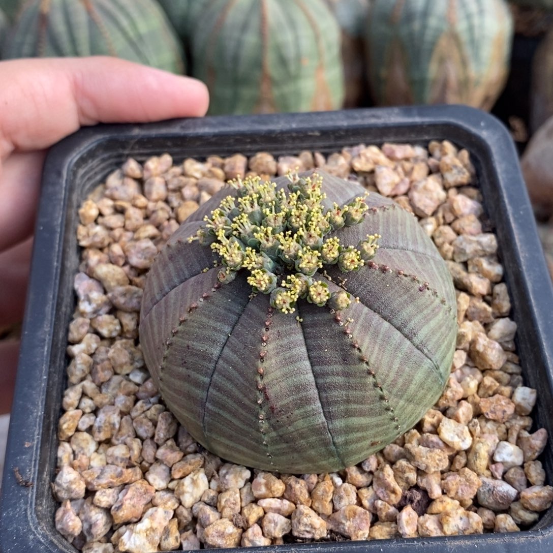 2 欧系实生布纹球多肉植物