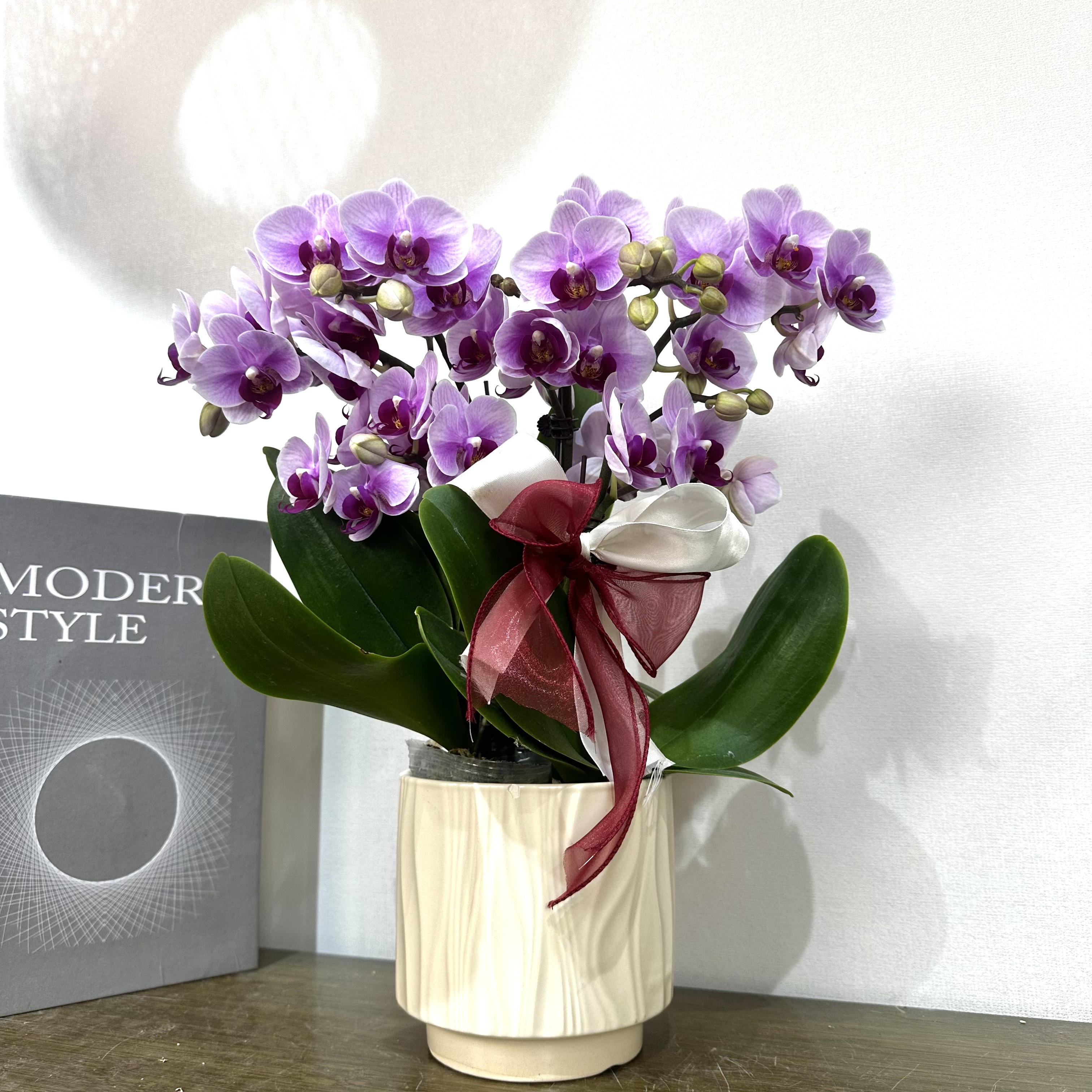 高品质组盆【宝贝】蝴蝶兰宵花爆款 花期超长带花带苞