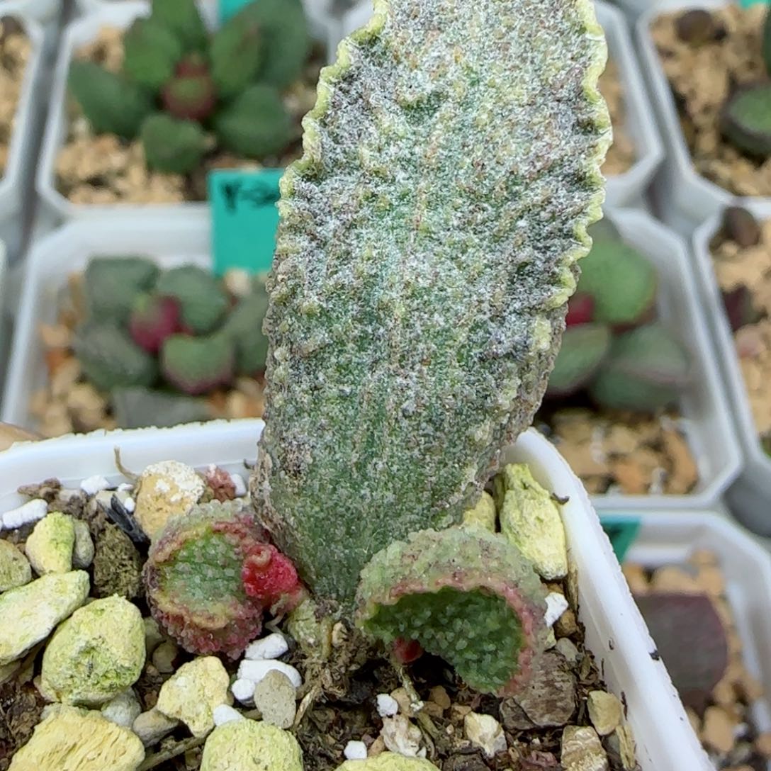 酒红猪肝叶插，带盆发