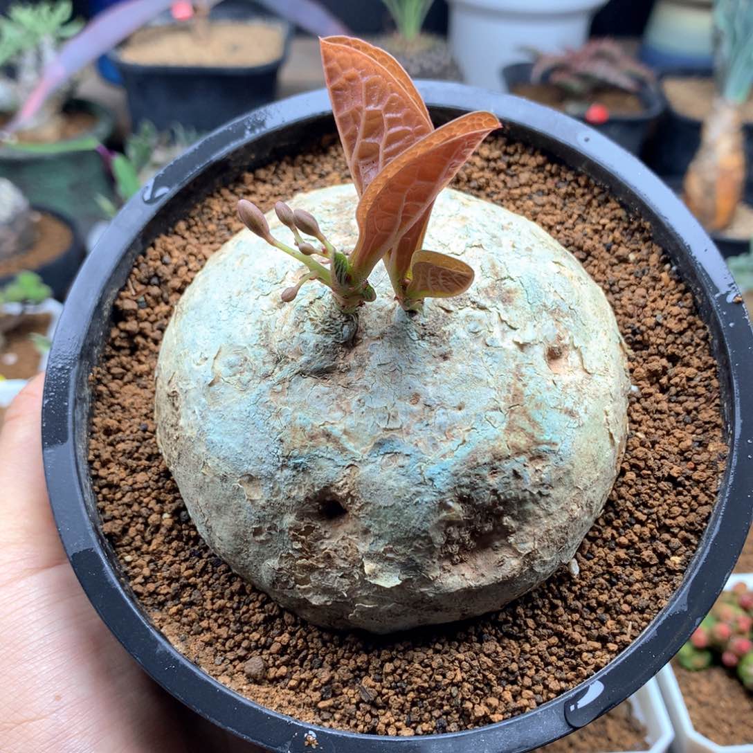 卵叶西番莲母本带盆