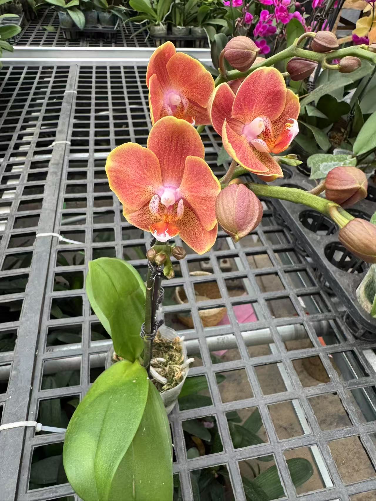 蝴蝶兰【埃特纳】昆明直发