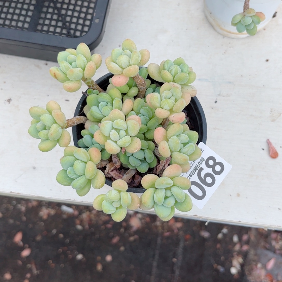 安***顺奶白糖老桩多肉多肉多肉