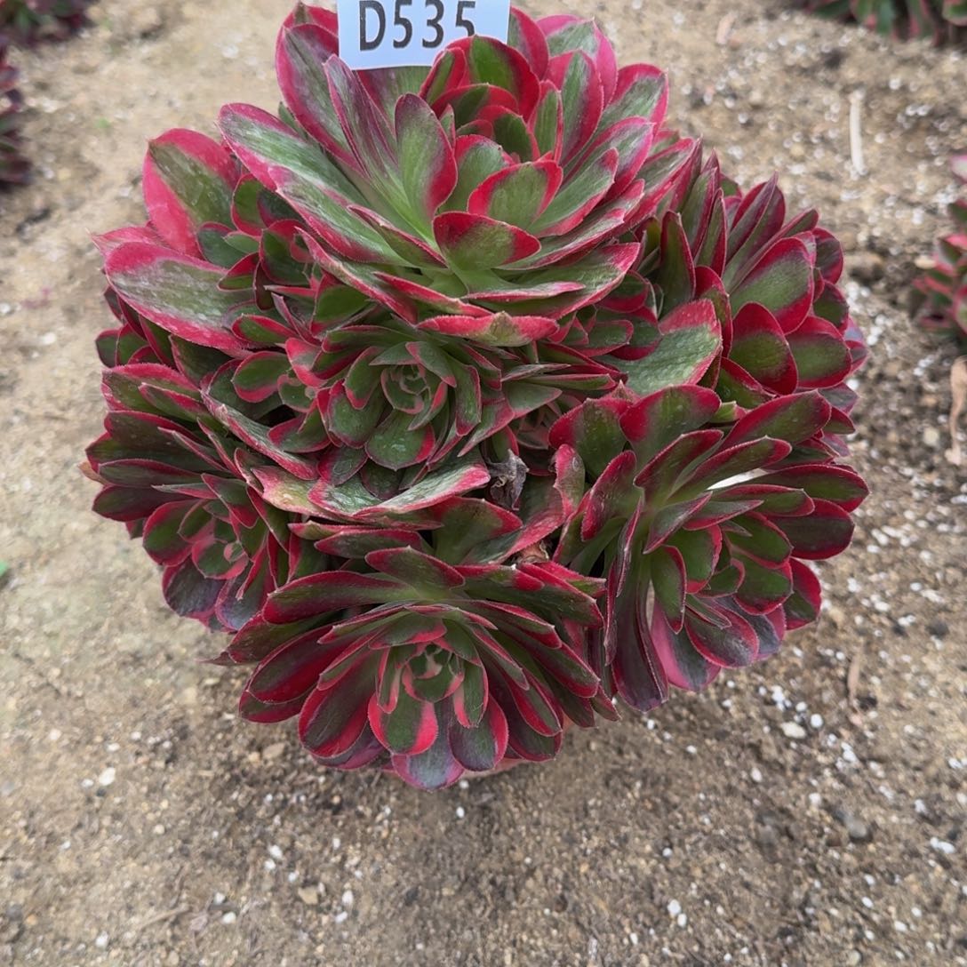 535妖月多肉植物