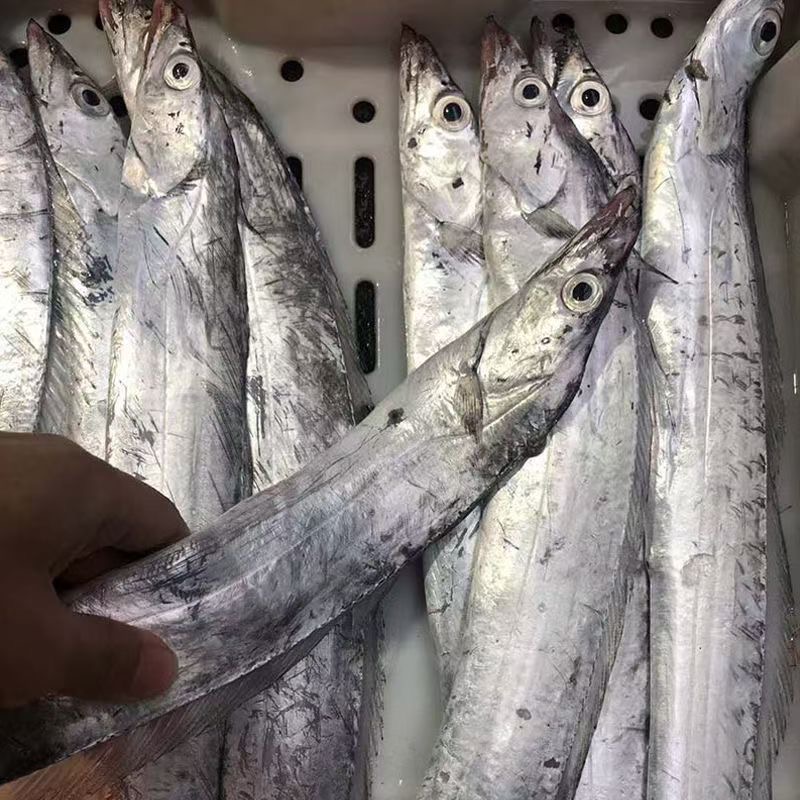 舟山野生糙鳞带鱼 不切段整条发