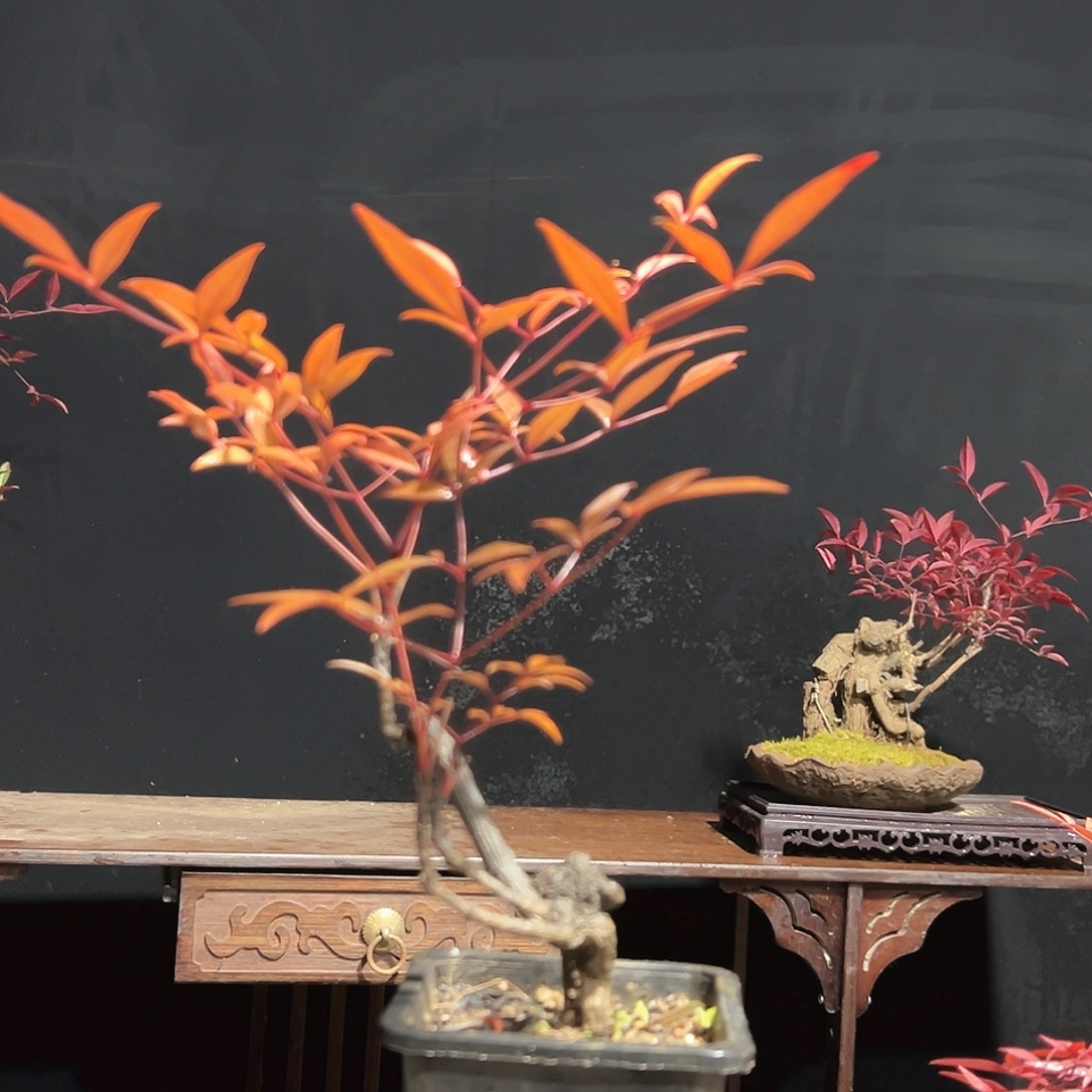 无花朵000000000000013