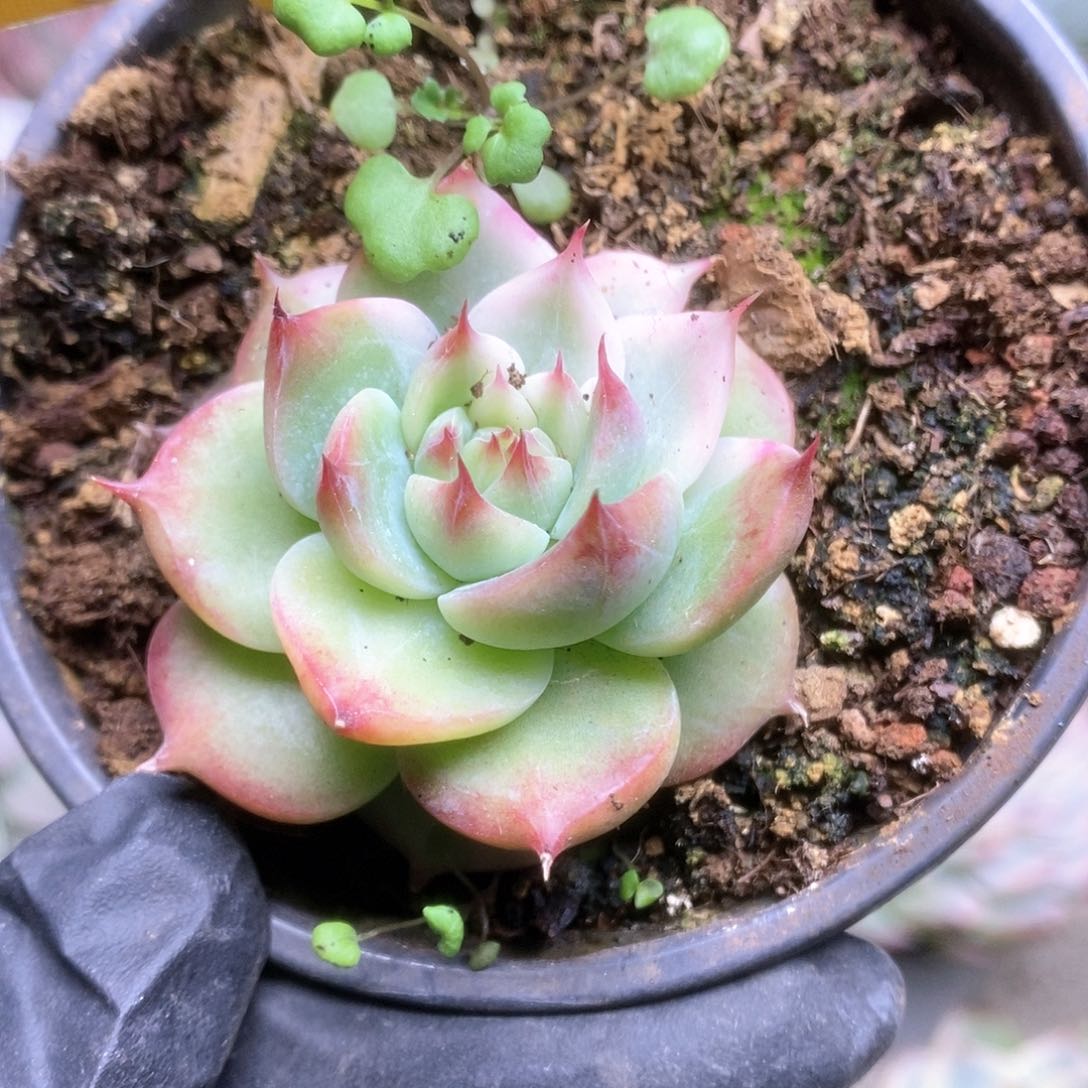 287锦锦锦锦锦锦锦