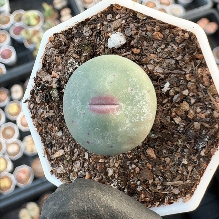 生石花1111。   295