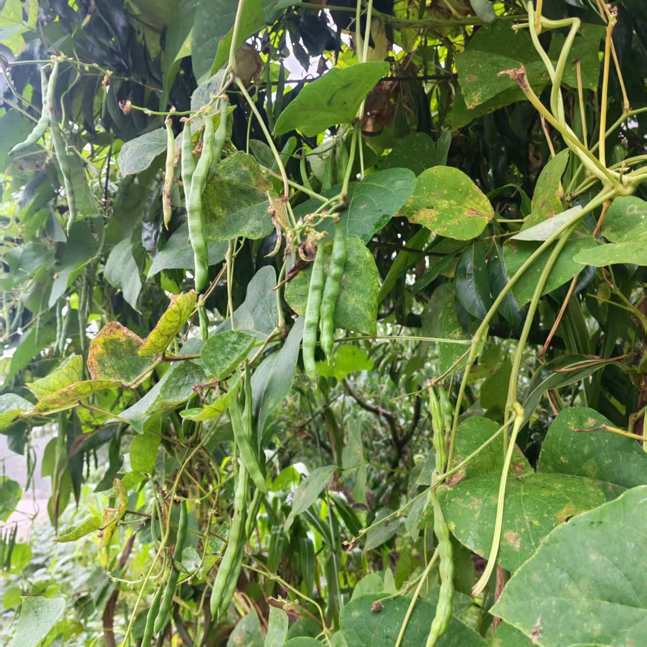 四川屏山新鲜散种八一四季豆