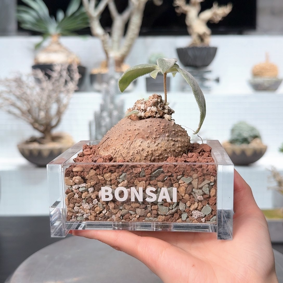 红陶断崖女王 一物一拍 含盆