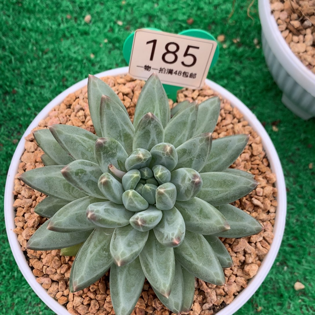 胖体青花瓷单头185