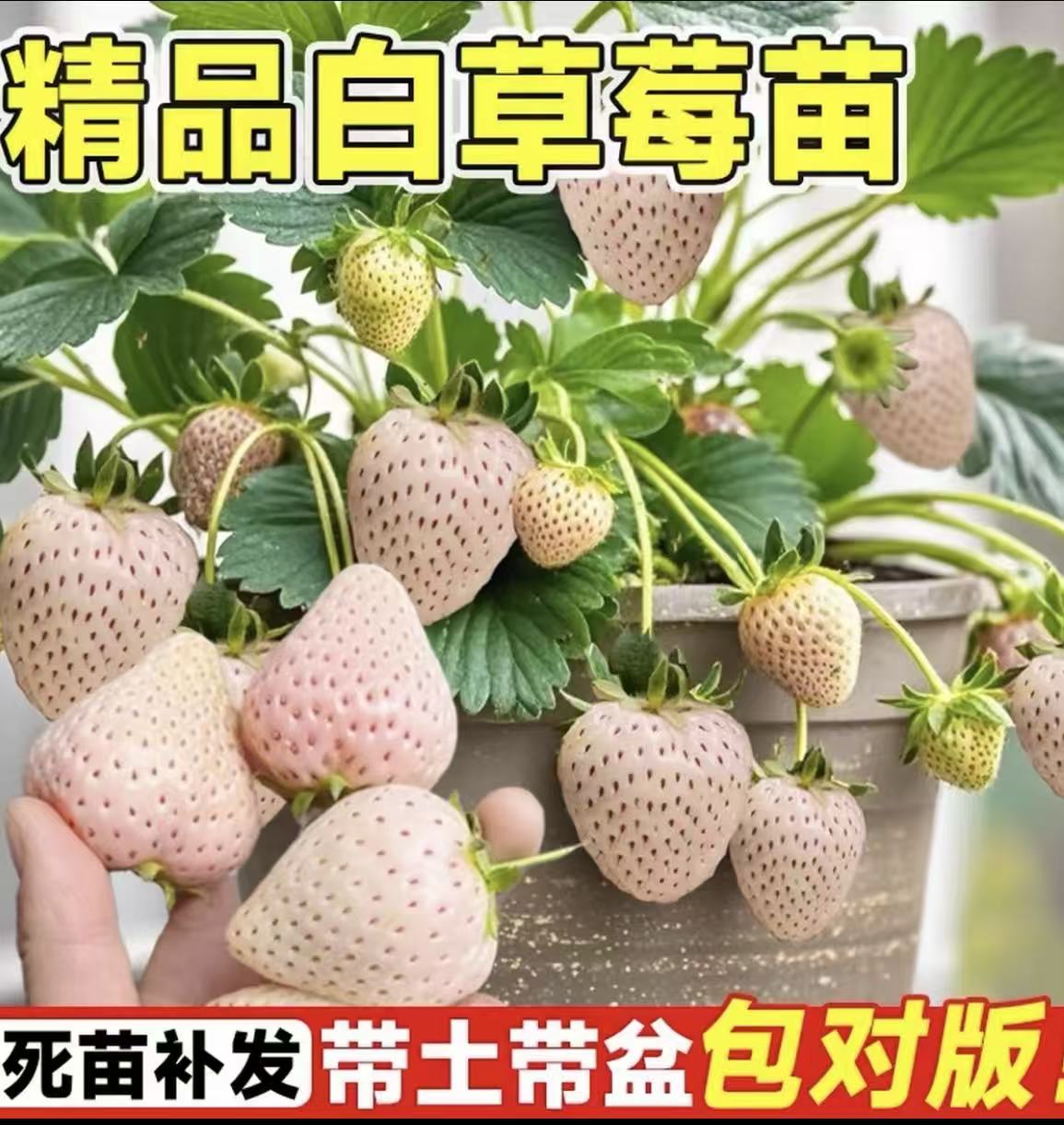 《带盆带土+白草莓苗》带花加仑盆阳台庭院四季盆栽