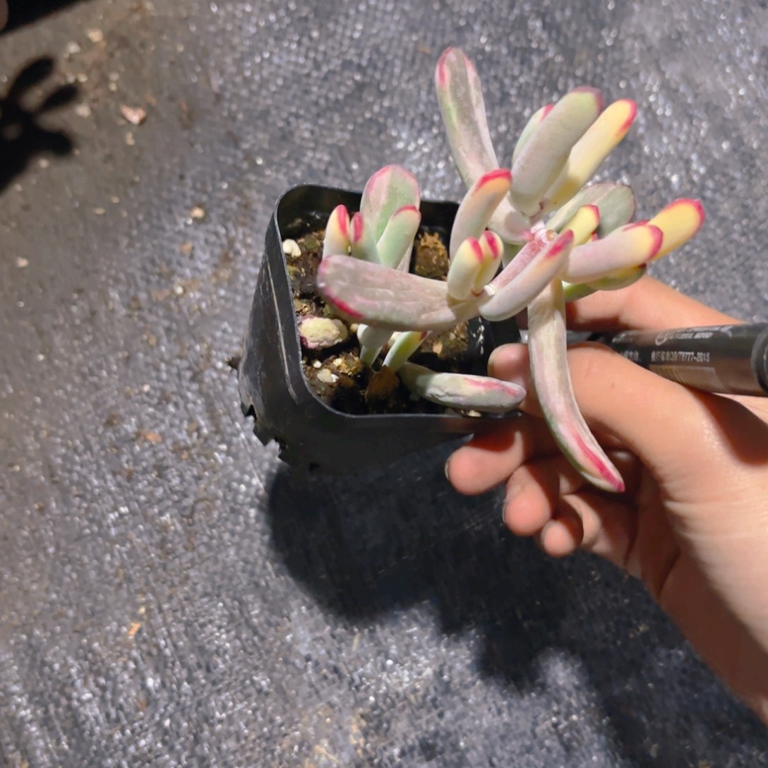 棒叶福娘锦6.5cm新疆包邮