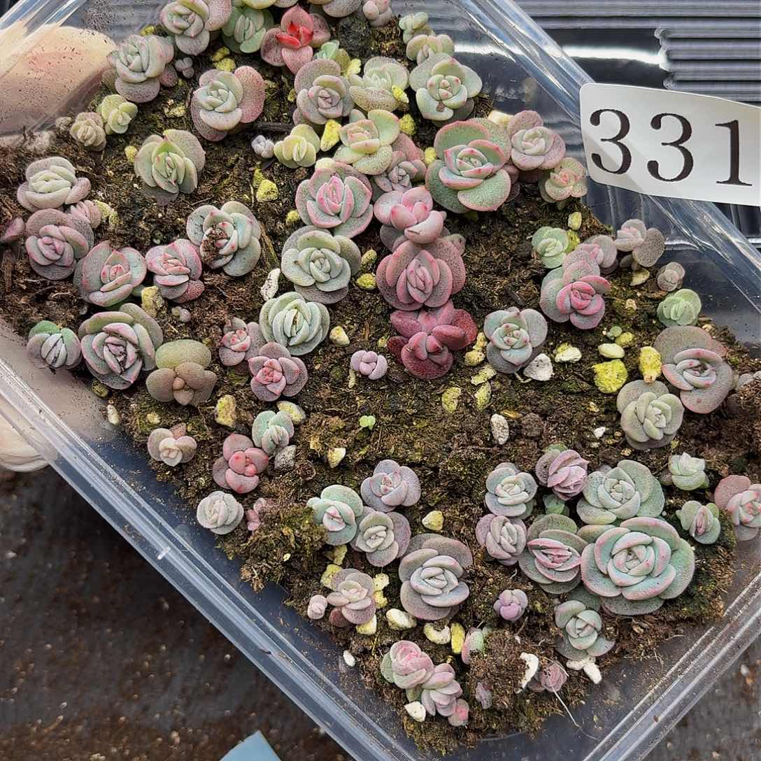 多肉植物多肉植物331