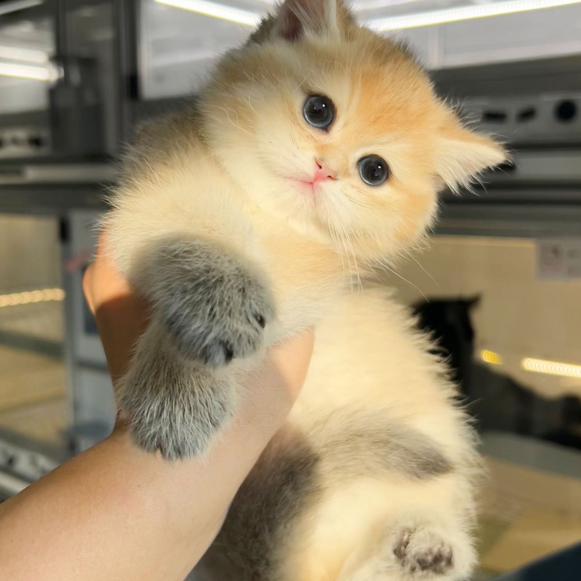 《全品类小猫咪》布偶渐层英短美短缅因拿破仑曼基康暹罗