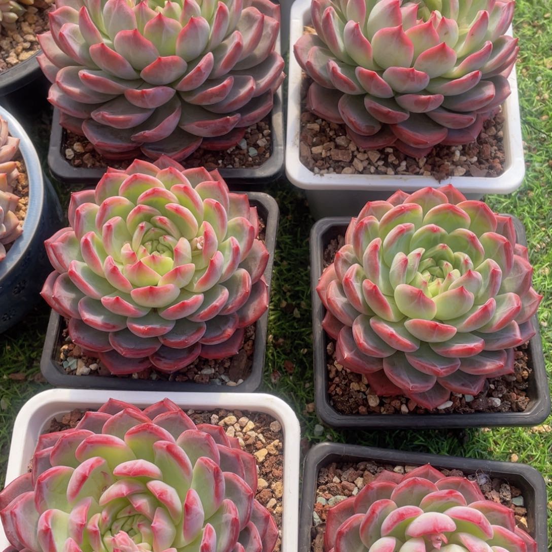 大单头红鸾（控养）顺丰当天发货