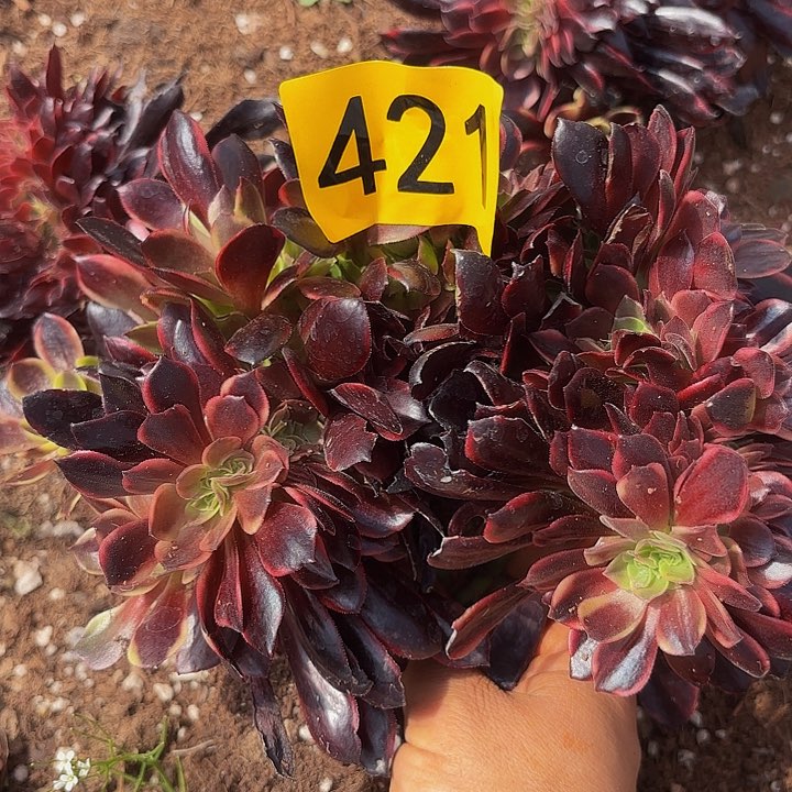 多肉植物和福利421