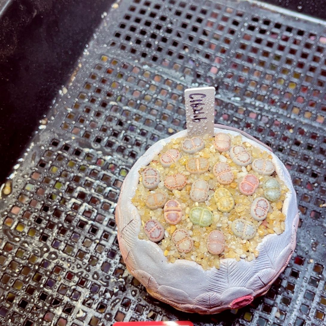 *****748生石花带盆发1