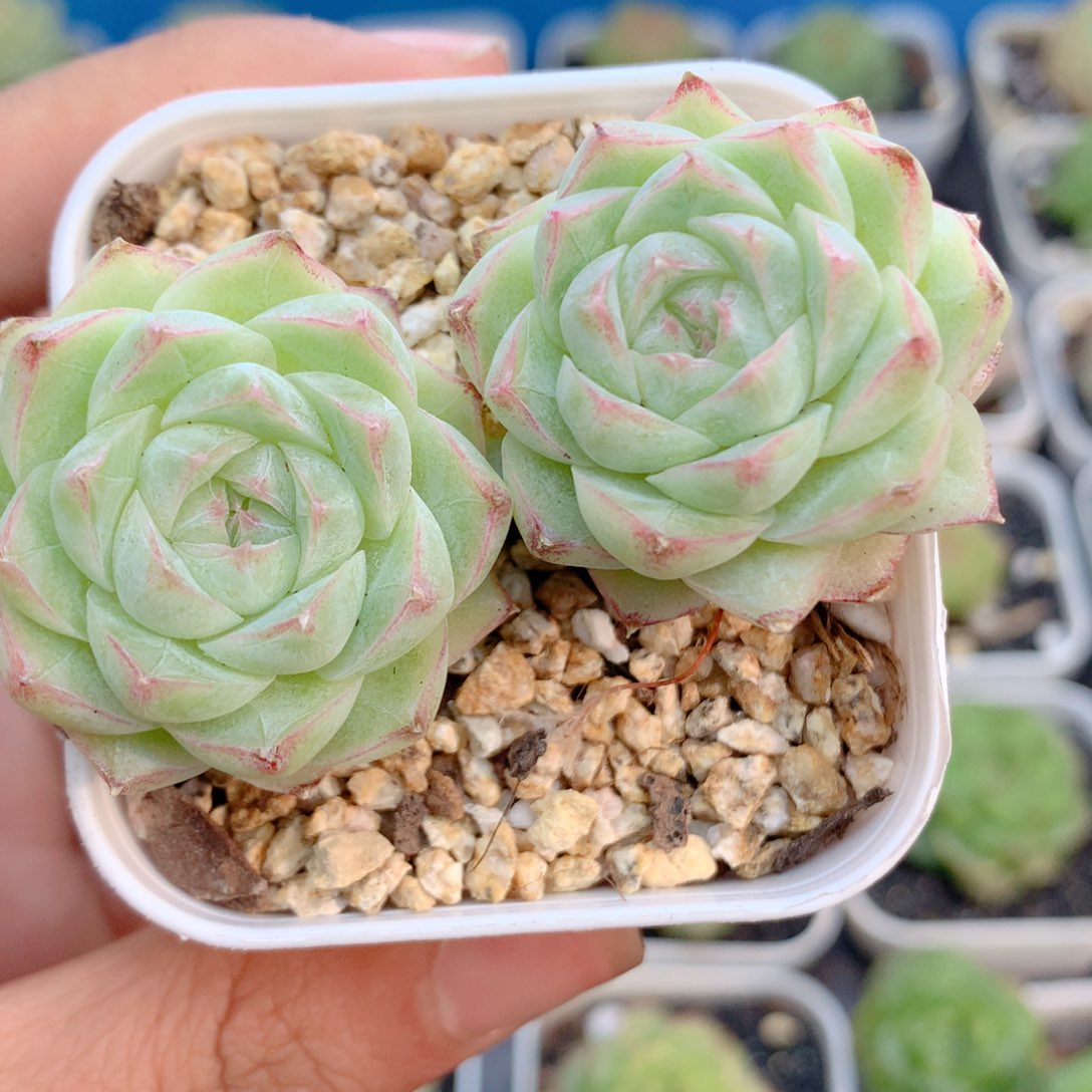 58包邮 群生不包整38