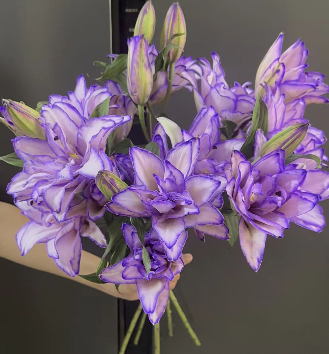 YZ【一帘幽梦吸色重瓣百合】全场任意满两单鲜花升级快递