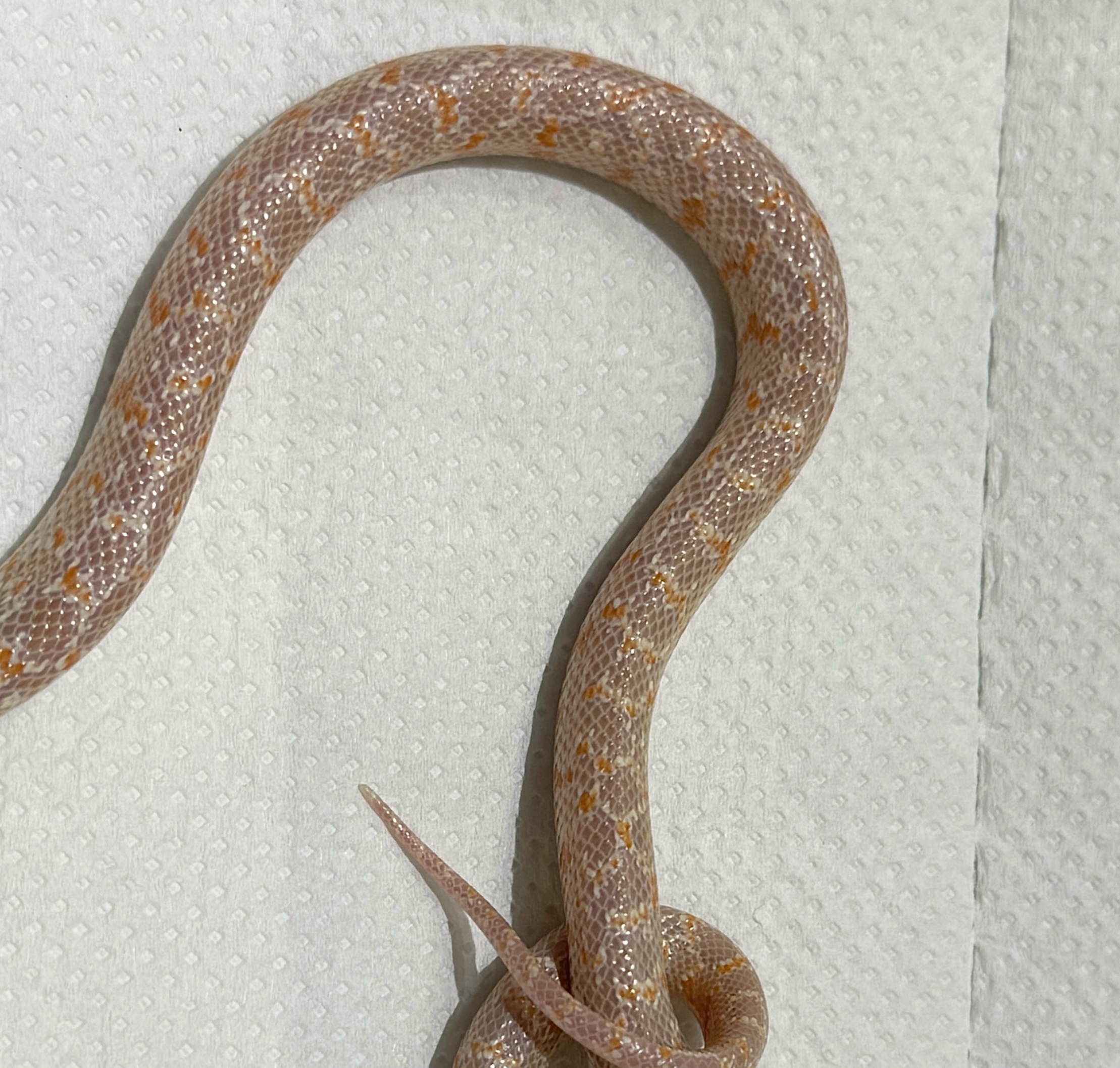 白化h缺黄66马赛克 母  包邮包活包健康