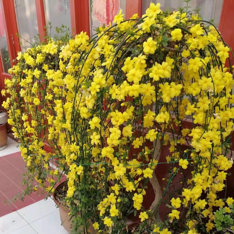 探春花，迎春花，木本植物