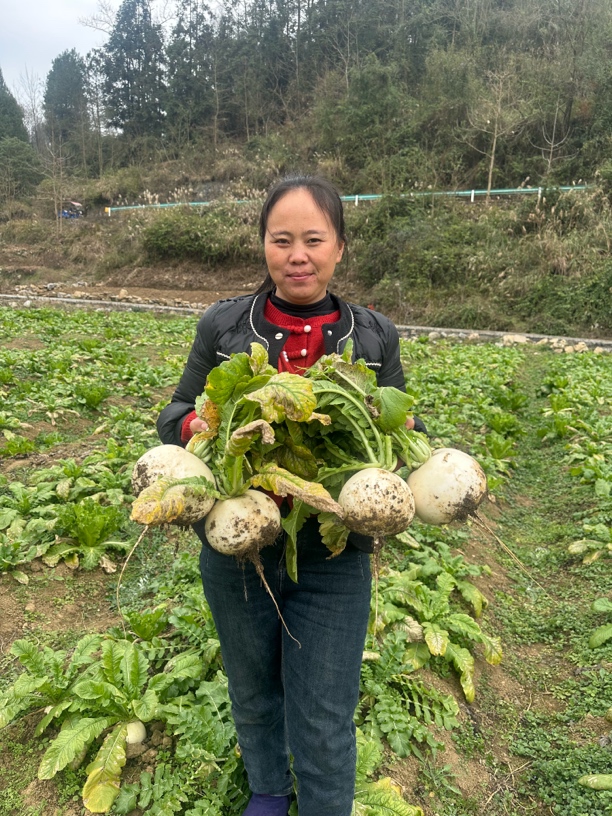 贵州高山露天种植草墩萝卜包邮