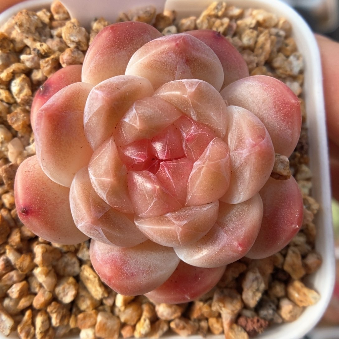 糖心粉魄可拍595号。