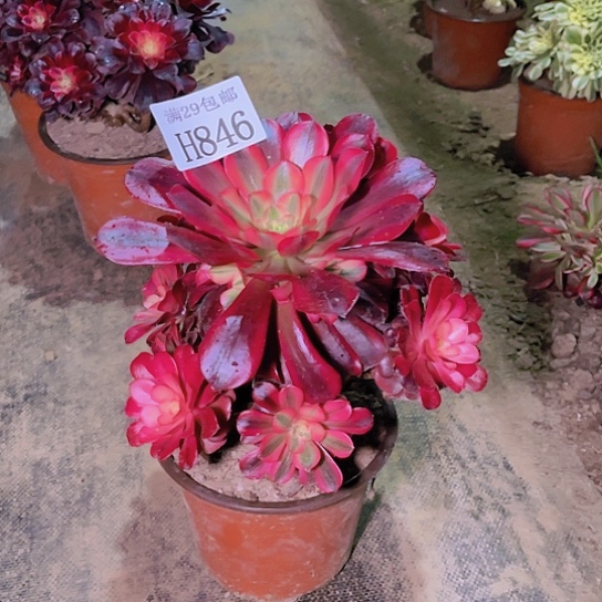 846美杜莎多肉植物