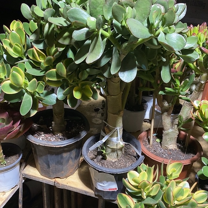 杨晓晓多肉青叶玉树