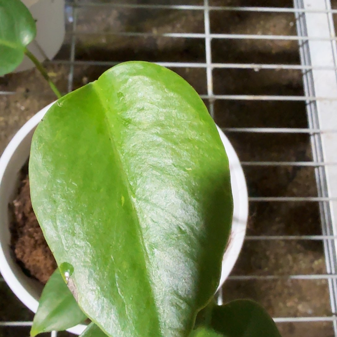 当前无花朵，栽培后可花朵海*龟背竹一物一拍