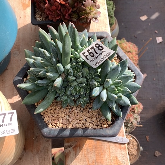 活***老重楼大群578 亏本处理退款拉黑7/8天发货