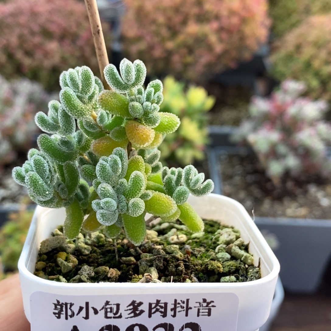 优选冰晶2932枝干番杏