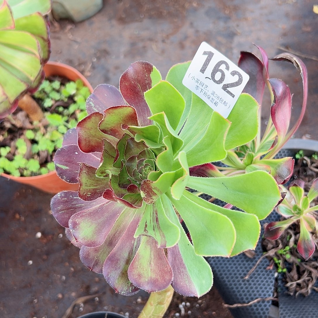 多肉植物多肉植物162