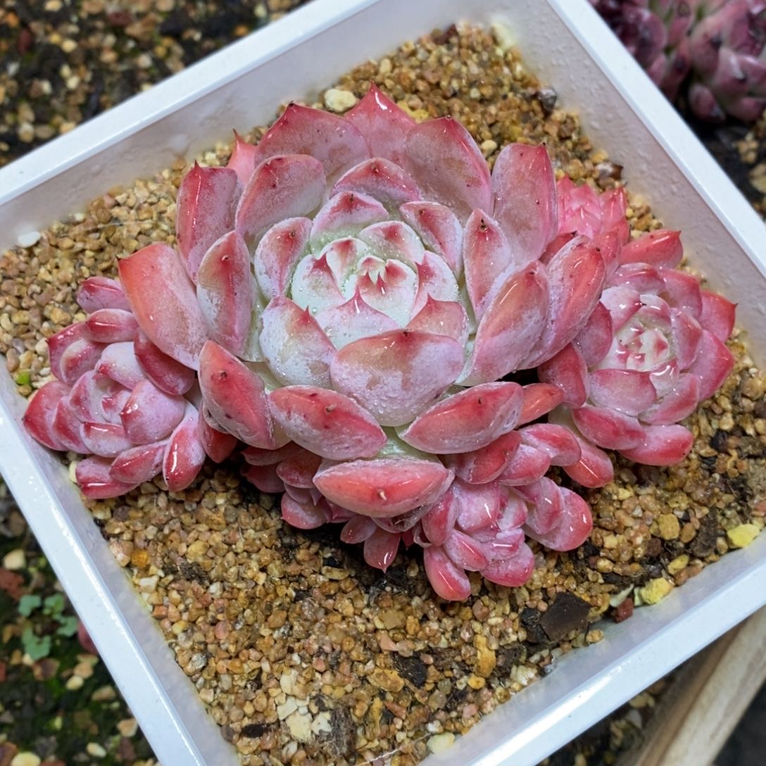 自助下单一物一拍，可寄养，可问主播规格多肉