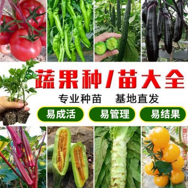 【蔬菜苗大全2】辣椒苗茄子番茄苗黄瓜苗苦瓜苗丝瓜苗甜瓜苗西瓜苗