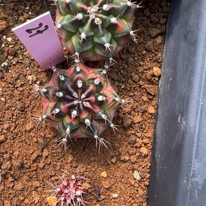 27-0125泰国发货多肉