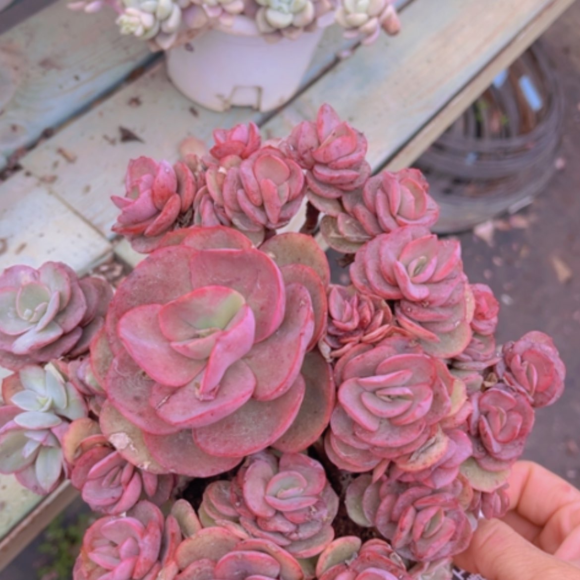 【闪购商品】秀妍1604