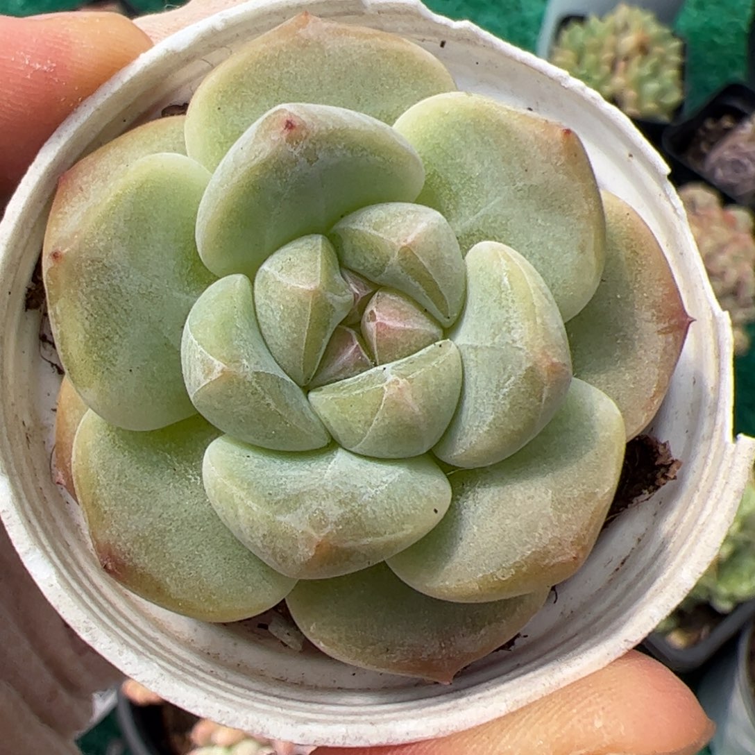 777 满38包邮非偏远地区