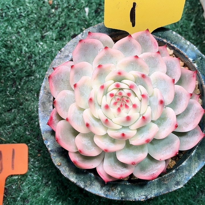 娃娃锦1号码牌子的话题了