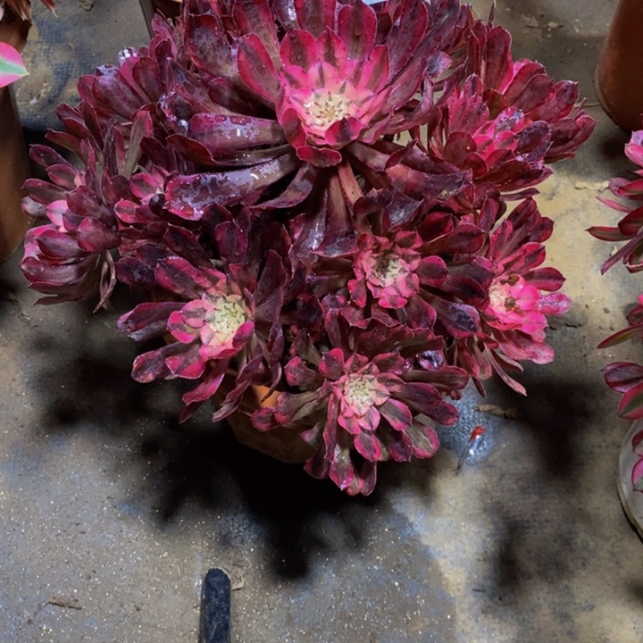 ౽****呀514 红铜壶超白