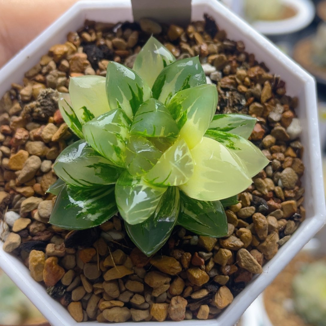 22.十二卷多肉北极之恋玉露锦。   