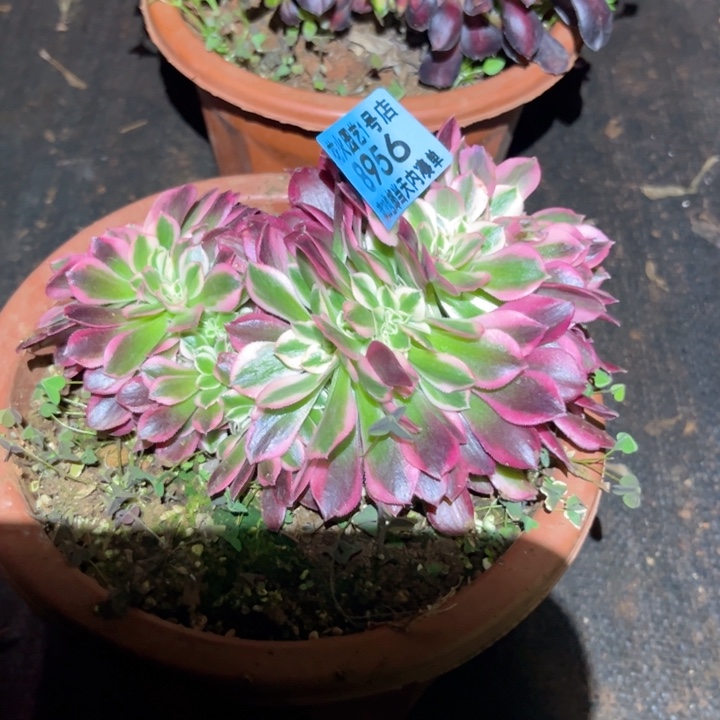 女巫缀8956多肉植物