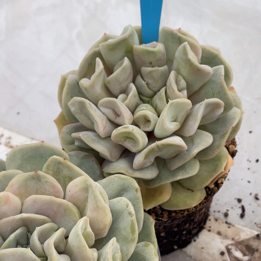 1224-14-云瑶仙子大单头一颗