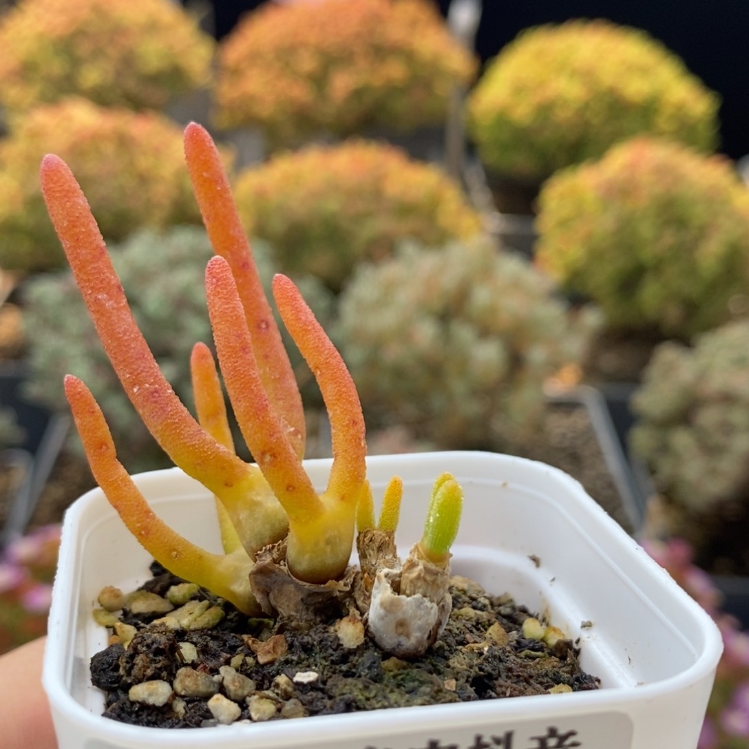 碧光环1657枝干番杏